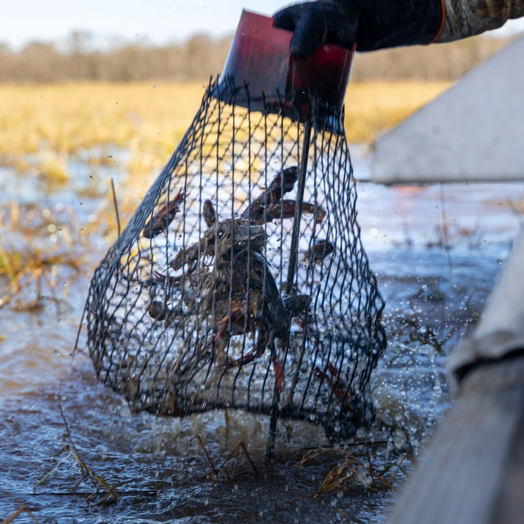 Louisiana Crawfish Prices Keep Falling In February