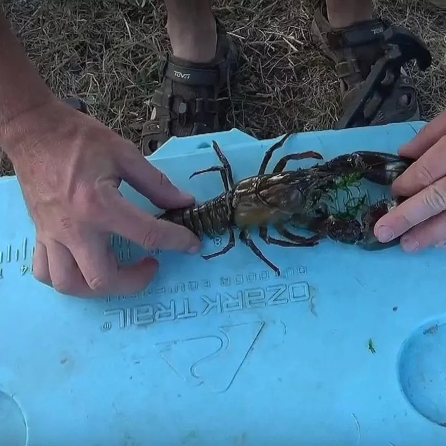 Louisiana Going Crazy Over Gigantic Idaho Crawfish