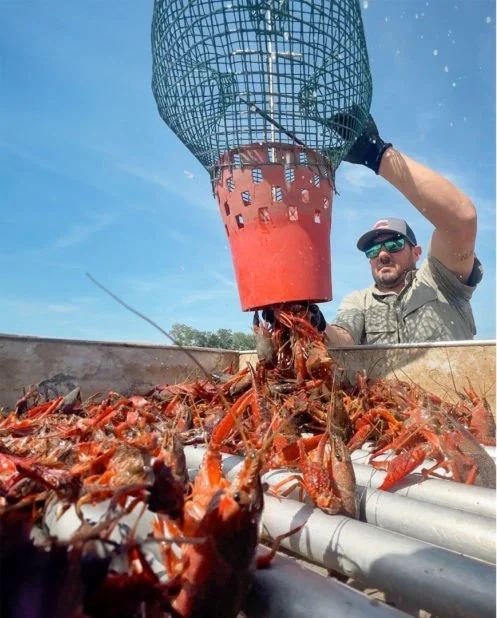 Louisiana Governor Issues a Disaster Declaration for the Crawfish Industry
