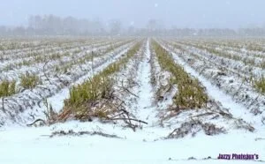 Extreme Weather in 2025 Left a Major Toll on Agriculture