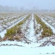 A Tale Of Two Freezes: The Impact Of Snow And Frigid Temps On The '25 Sugarcane Crop