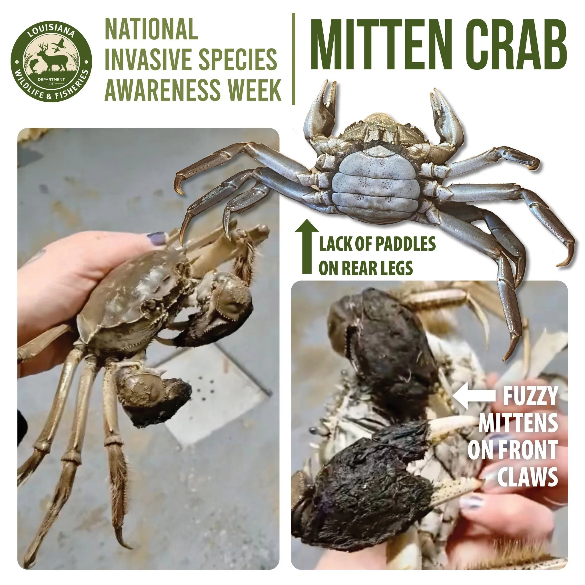 Louisiana Alert: Invasive Species Of Crab Spotted In State
