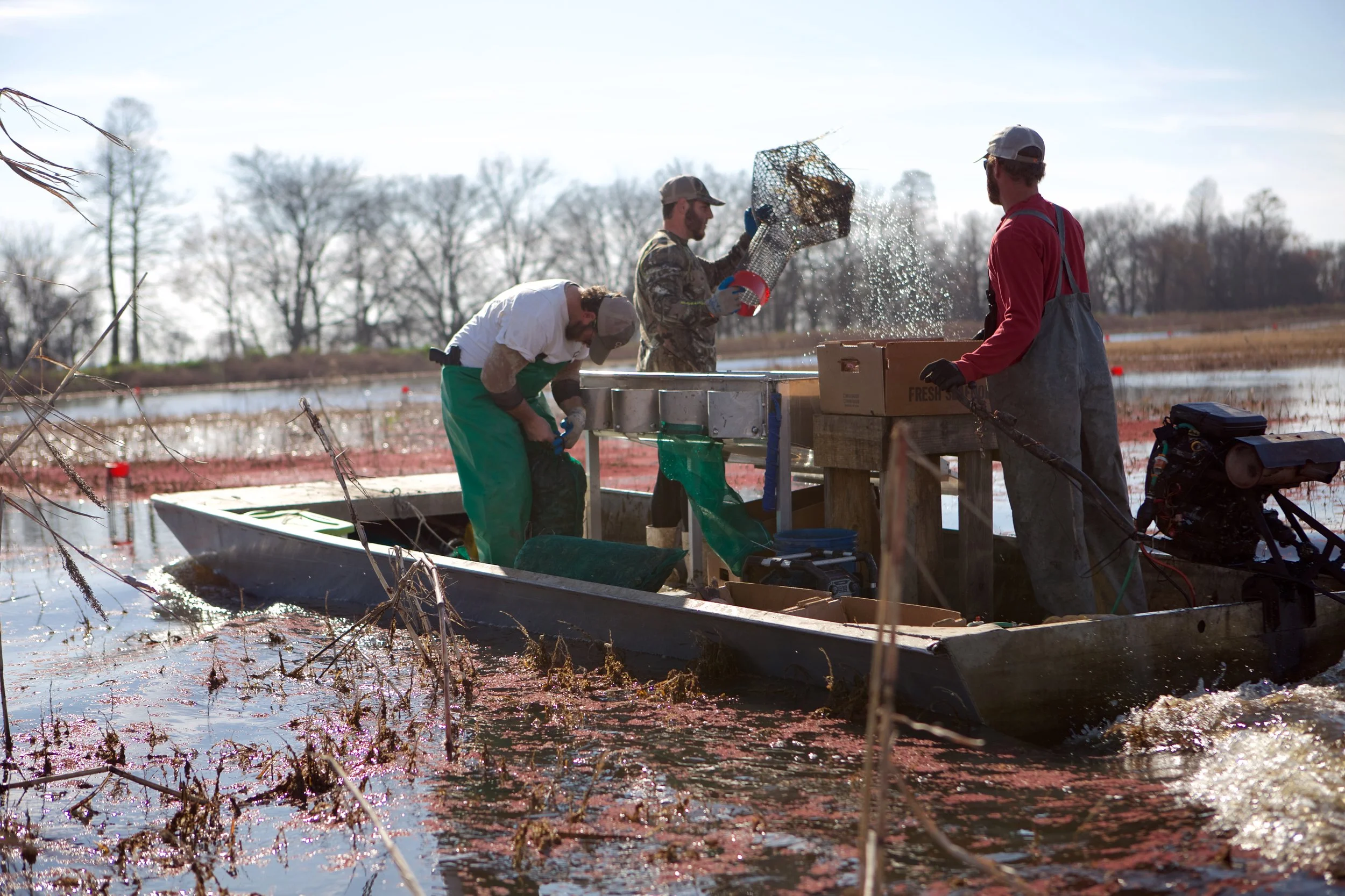 Cold Snap Slows Crawfish Harvest but Farmers Optimistic About Season