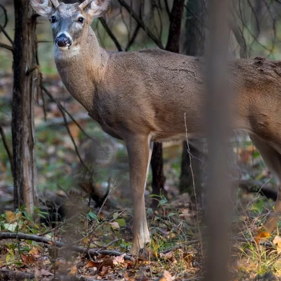 Deer In Catahoula Parish Tests Positive For Chronic Wasting Disease