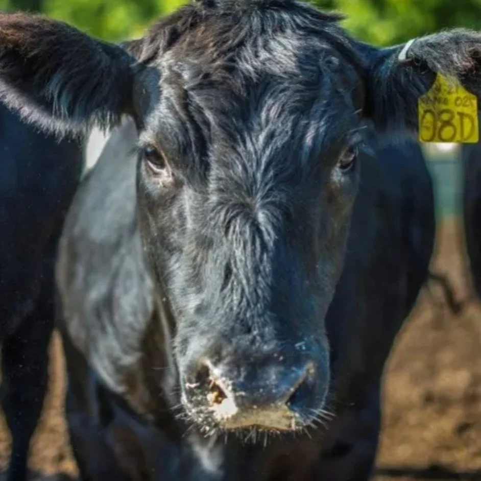 USDA NASS to Bring Back July Cattle Inventory Report in 2025