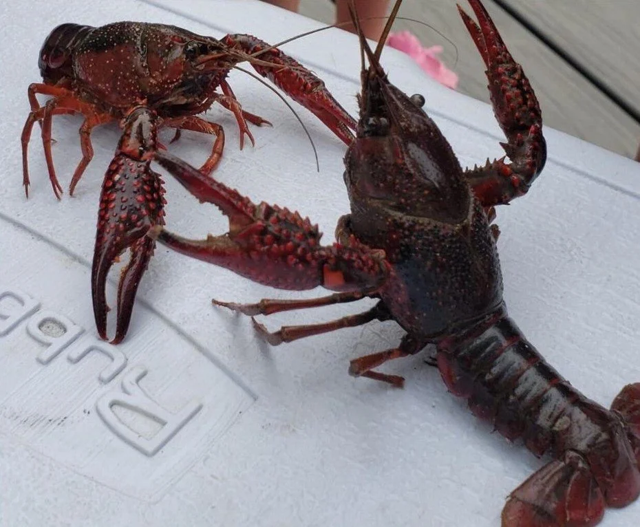 Where Do Crawfish Come From?: A Look at Crawfish Farming and the Research Done to Save the Species