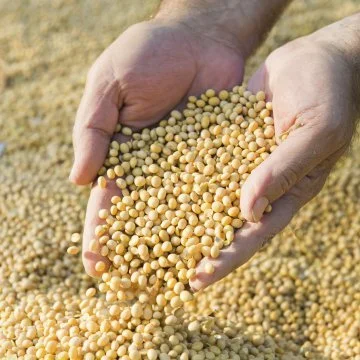 A New Road for Soybeans: Building New Domestic Demand