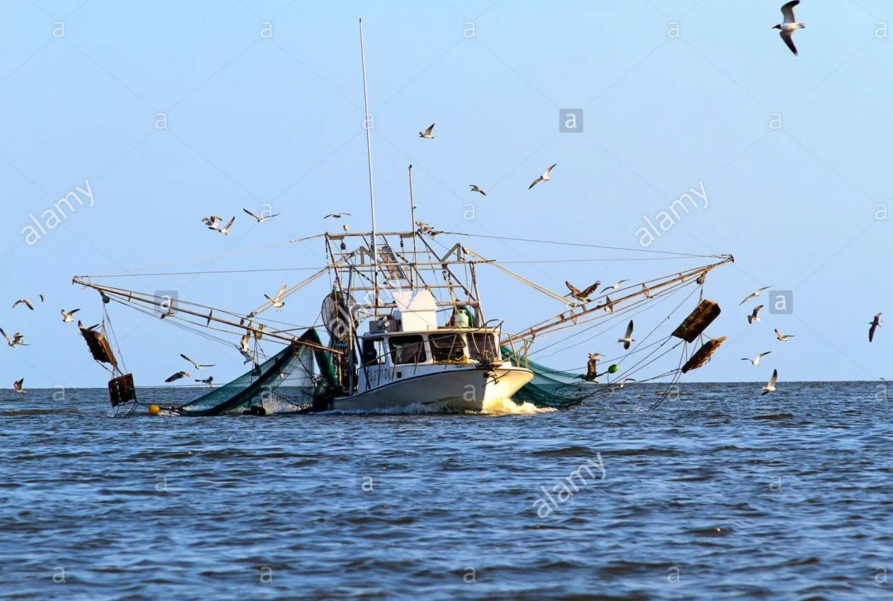 For Louisiana’s Menhaden Fishery, If Science Doesn’t Guide Regulations, What Does?