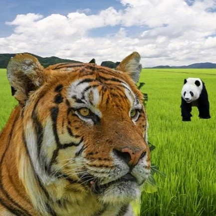 USDA WASDE Report Projects India Will Dethrone China As World’s Largest Rice Producer&nbsp;