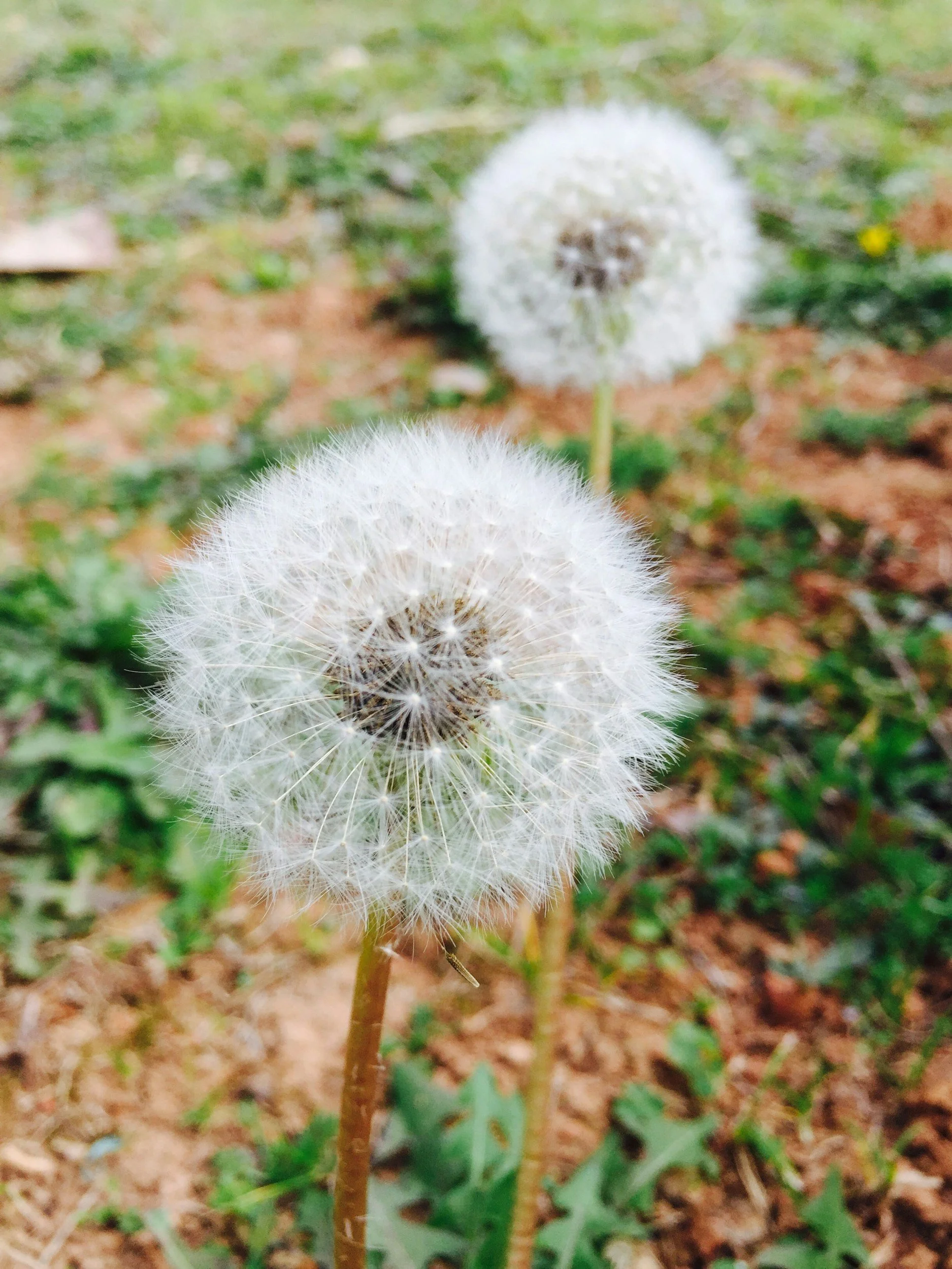Get It Growing: Controlling cool season, warm season weeds