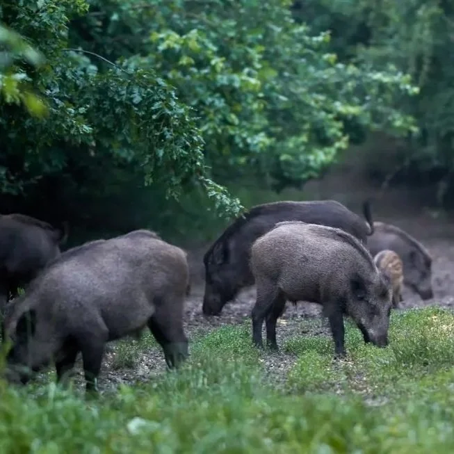 Louisiana's Feral Hog Infestation: What LDWF is Doing