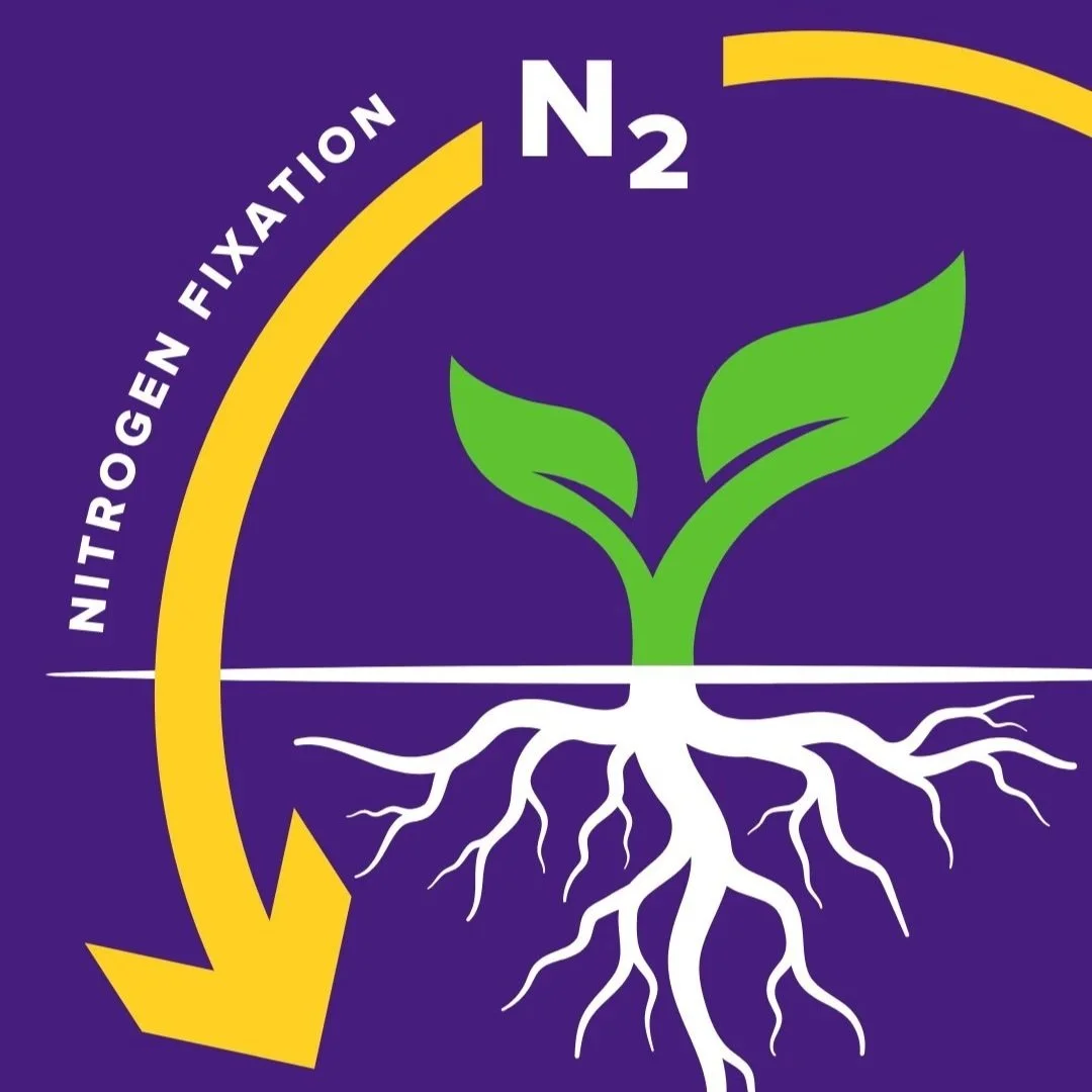 How LSU Chemists Are Learning from Nature to Rethink Nitrogen Fixation