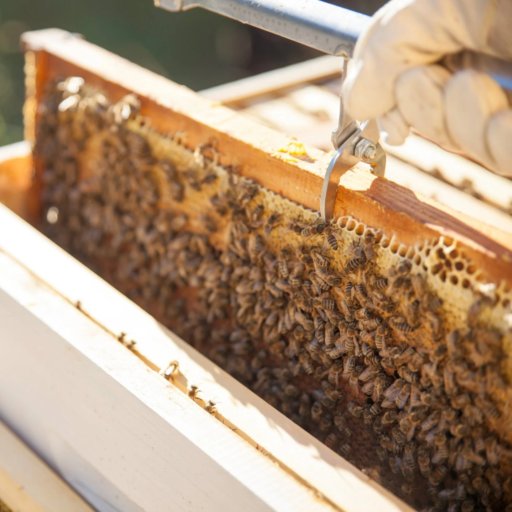 Louisiana Bee Farmers Sound Alarm on Rising Rate of ‘Bee Deaths’