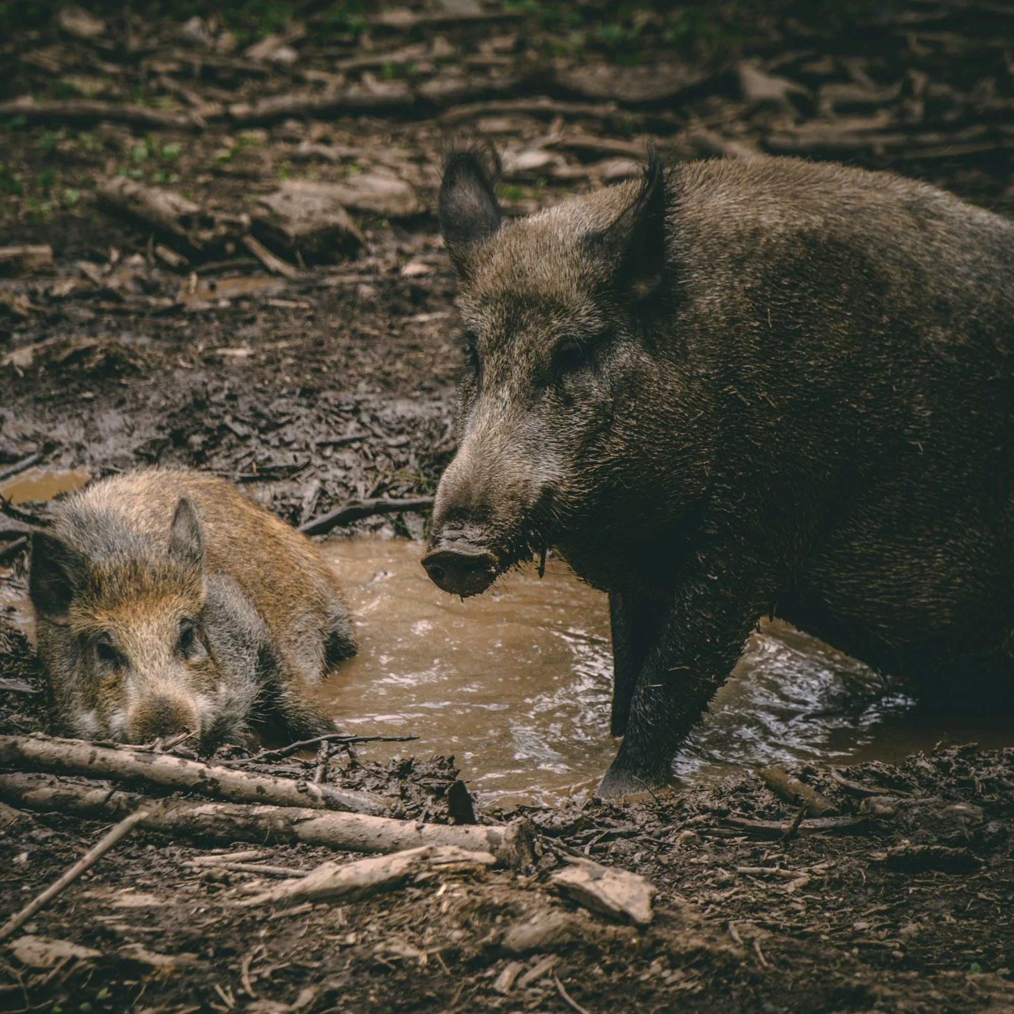 Increasing Feral Hog Population Poses Threat to SWLA Wildlife, Crops, Drinking Water