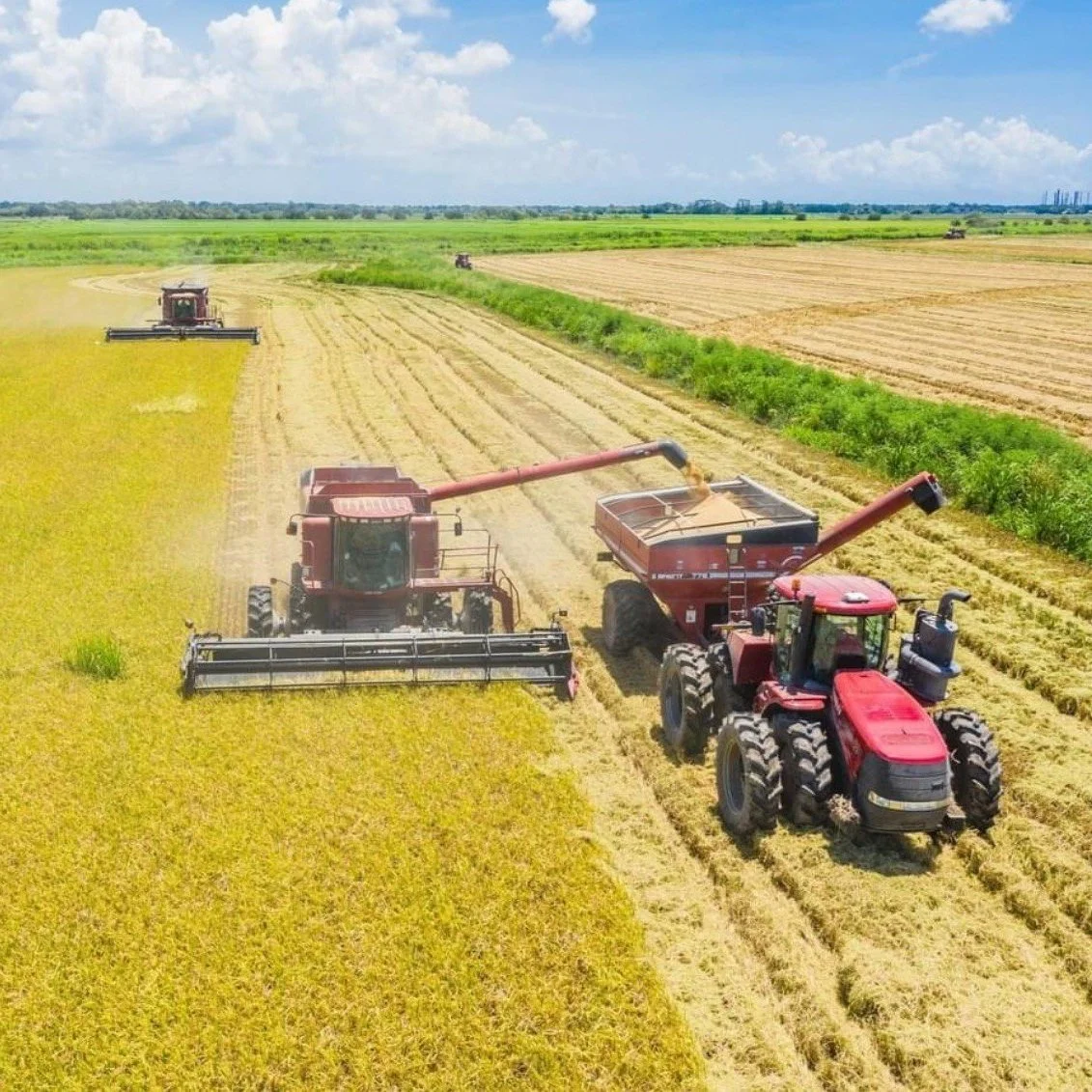 Rice Market Is Global Rollercoaster