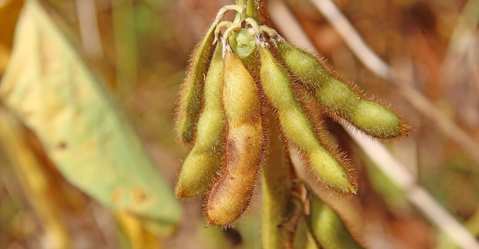 Louisiana Soybean and Grain Research and Promotion Board Meeting Notice