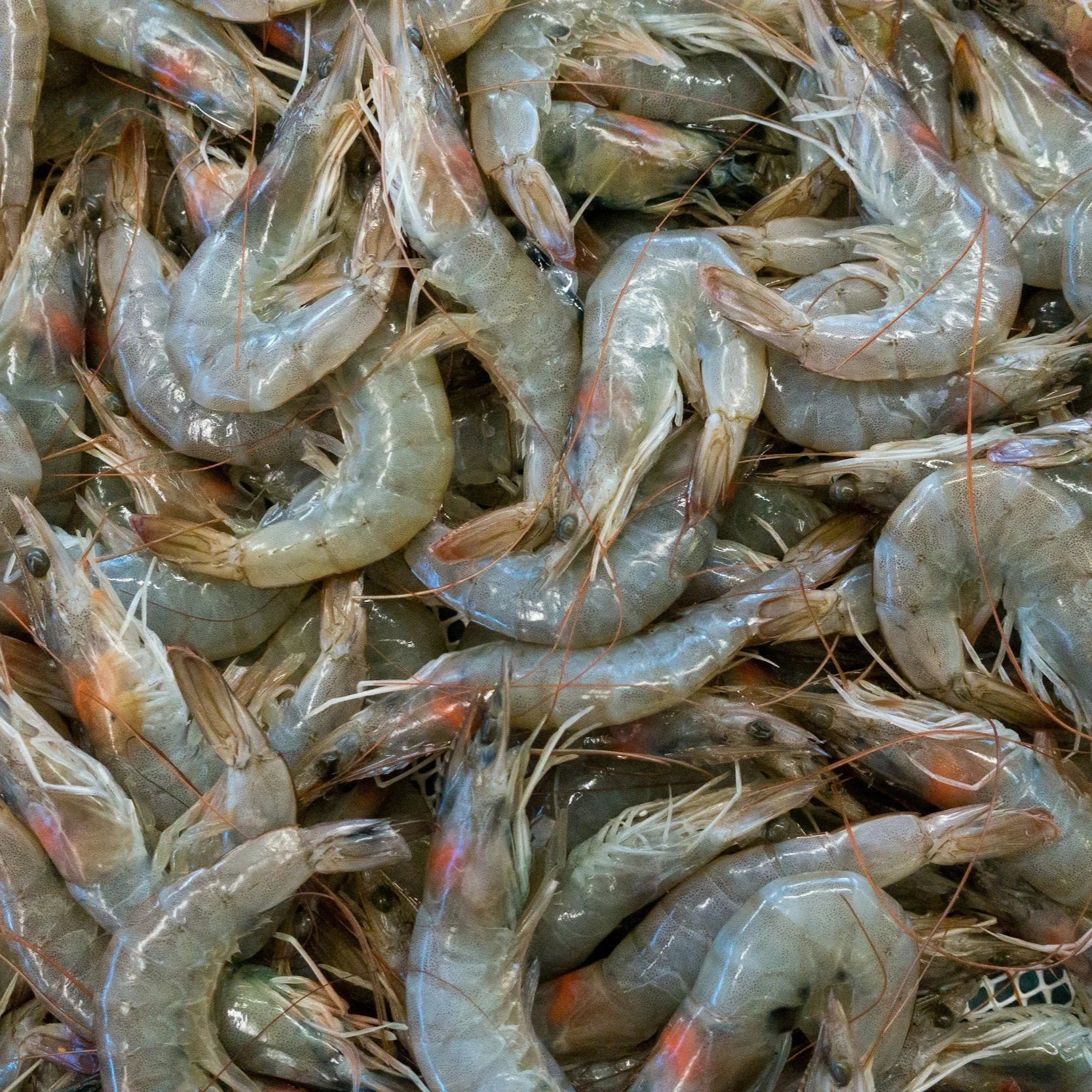 Louisiana Lawmakers Send Seafood Safety, Oversight Bill to Landry's Desk