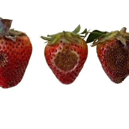 Strawberry Fields Forever? LSU AgCenter Researchers Tackle A Disease That Has Producers On Edge