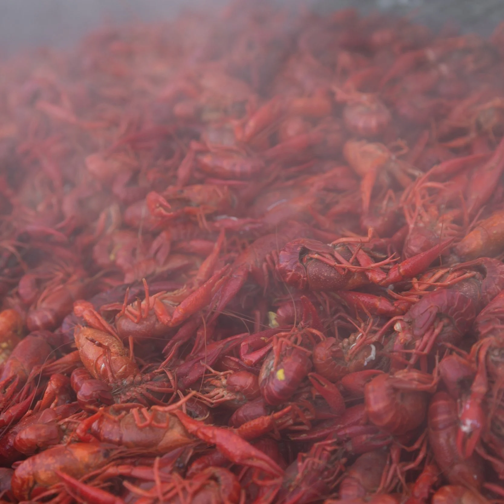 Why Louisiana Loves Crawfish:  A Look Inside The City Of Lights Crawfish Boil Cookoff