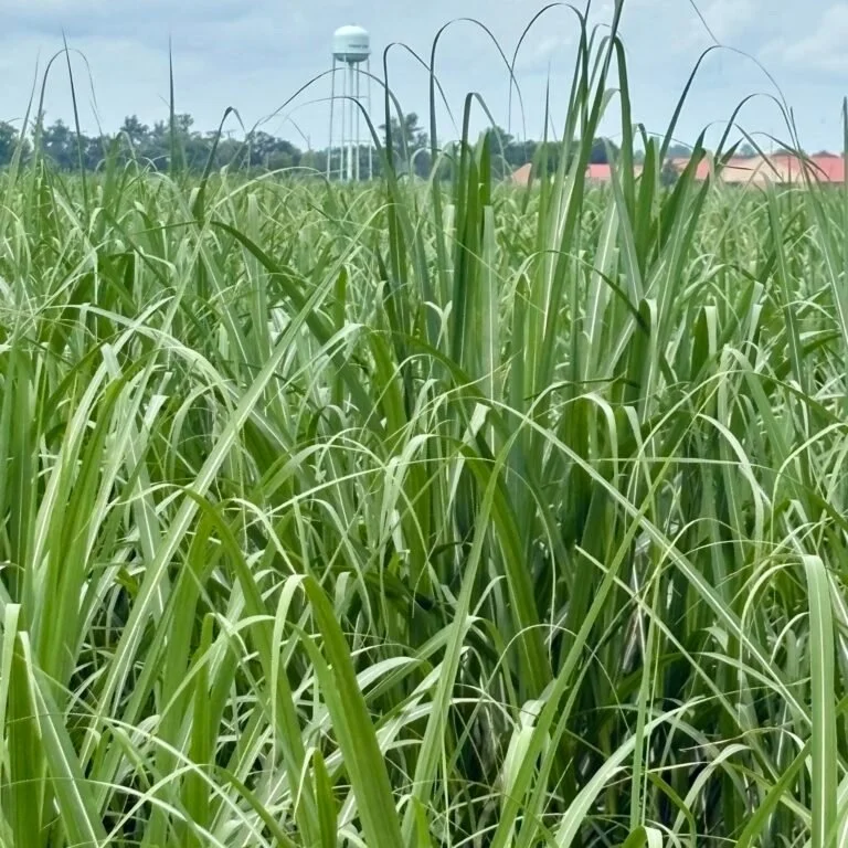 American Sugar Cane League Announces New Variety Highlighting Successful Research Partnership