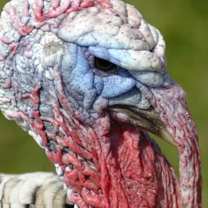 Louisiana Turkey Hunters Harvest More Than 3,500 Wild Turkeys for the Second Straight Year