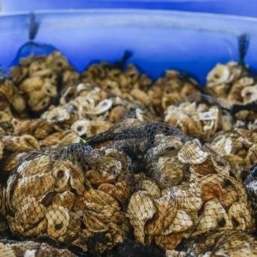 These Louisiana Oysters are Built Different. Will the Salty 'Jewels' Gain a Place at the Table?