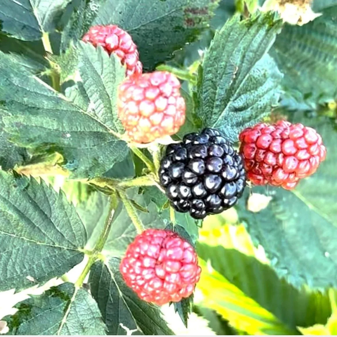 New U-Pick Blackberry Farm Opens in Frierson