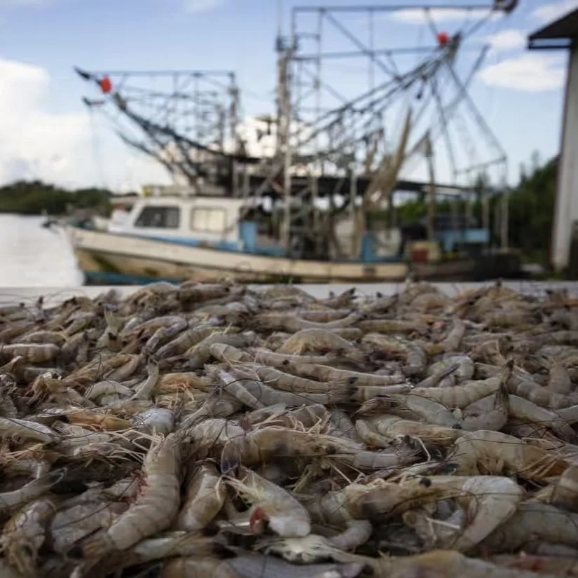 US Shrimp Fishers See Trump Tariffs as a Lifeline