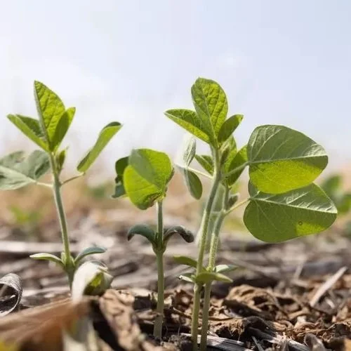 2 Top States Have Finished Planting Soybeans, USDA Reports