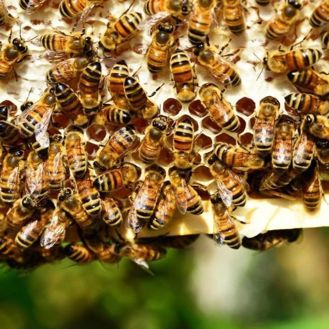 USDA Researchers Find Viruses From Miticide Resistant Parasite Mites Are Cause Of Recent Honey Bee Colony Collapses