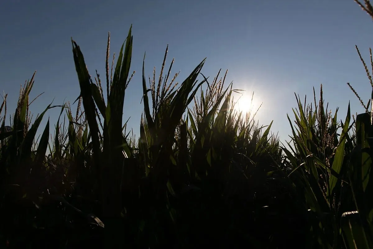 Economists Forecast Farm Economy to Stabilize, But High Costs and Policy Uncertainty Block a 2026 Rebound