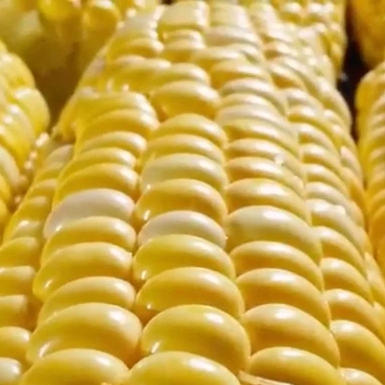 Back Home in Louisiana - The Vital Role of Corn