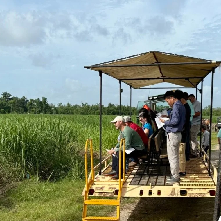 A New Variety and a New Chapter for Louisiana Sugarcane