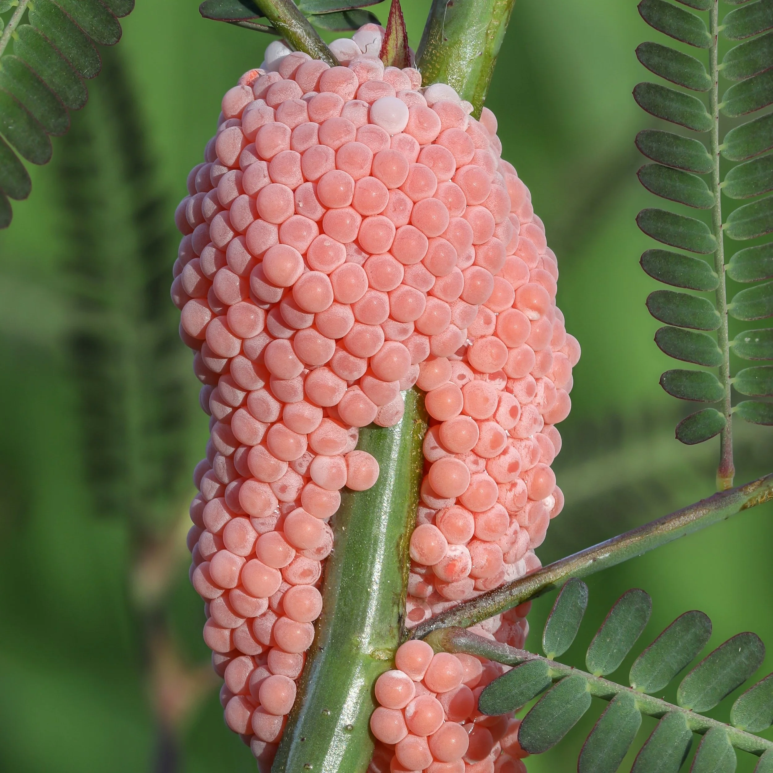 Invasive Species that Threaten Louisiana’s Ecosystems