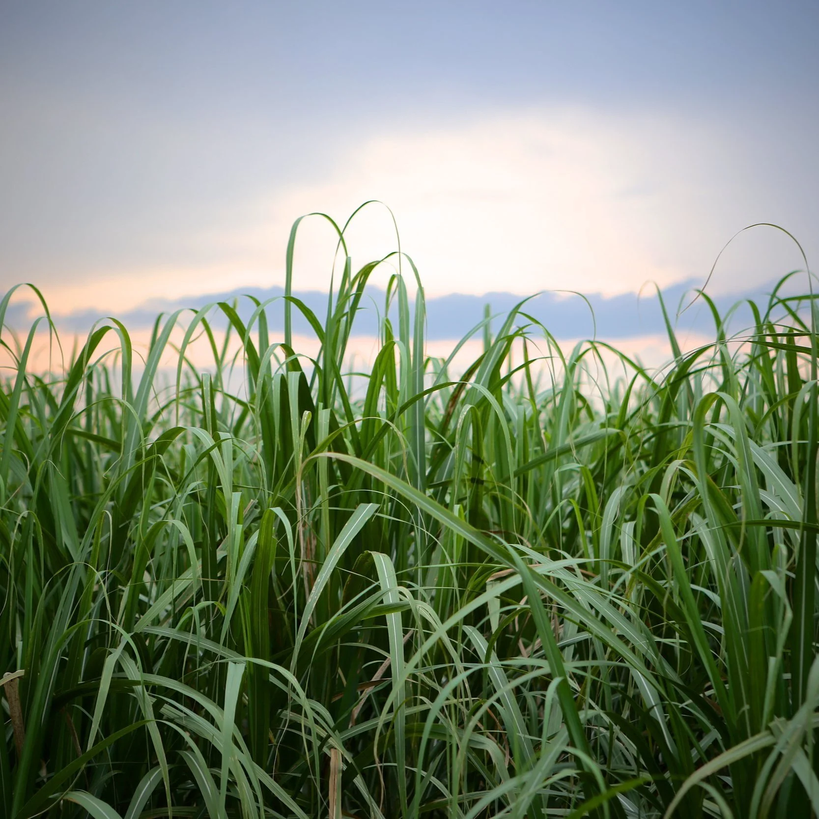 Crop Insurance Protects Farming Generations