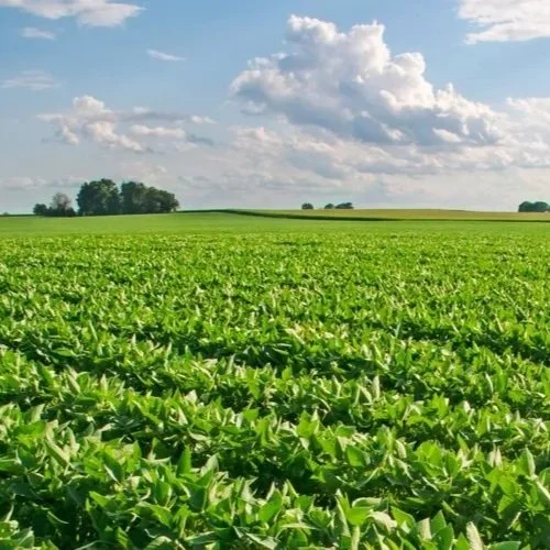 Where Are the Best Soybeans in the Country Right Now?