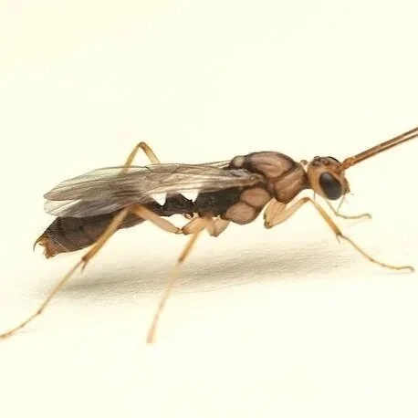 Invasive Asian Needle Ant, Native to Japan and China, Detected in East Baton Rouge Parish