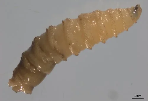 Flesh-Eating Screwworms Are Not Likely to Spread to Louisiana, According to Agriculture Expert