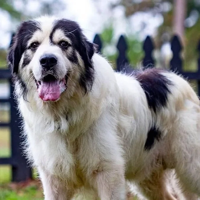 Farm Bureau Extends Deadline for Top Dog Honors