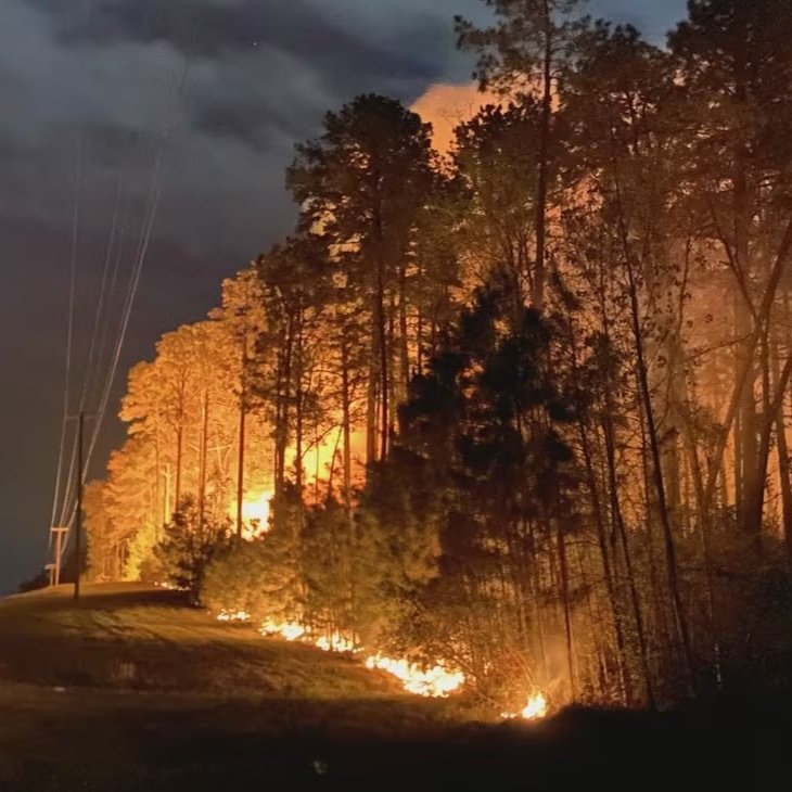 A Look at Louisiana’s Timber Industry 2 Years After Wildfires