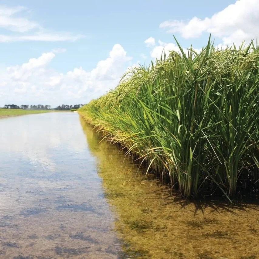 Perfect Weather For Rice Diseases
