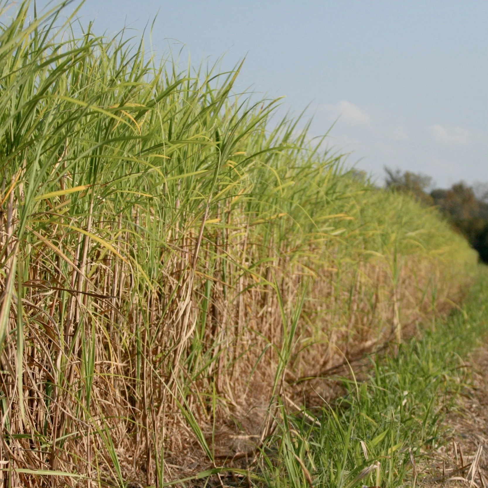 Louisiana Sugarcane Farmers Hopeful as Coca-Cola Considers Real Sugar Shift