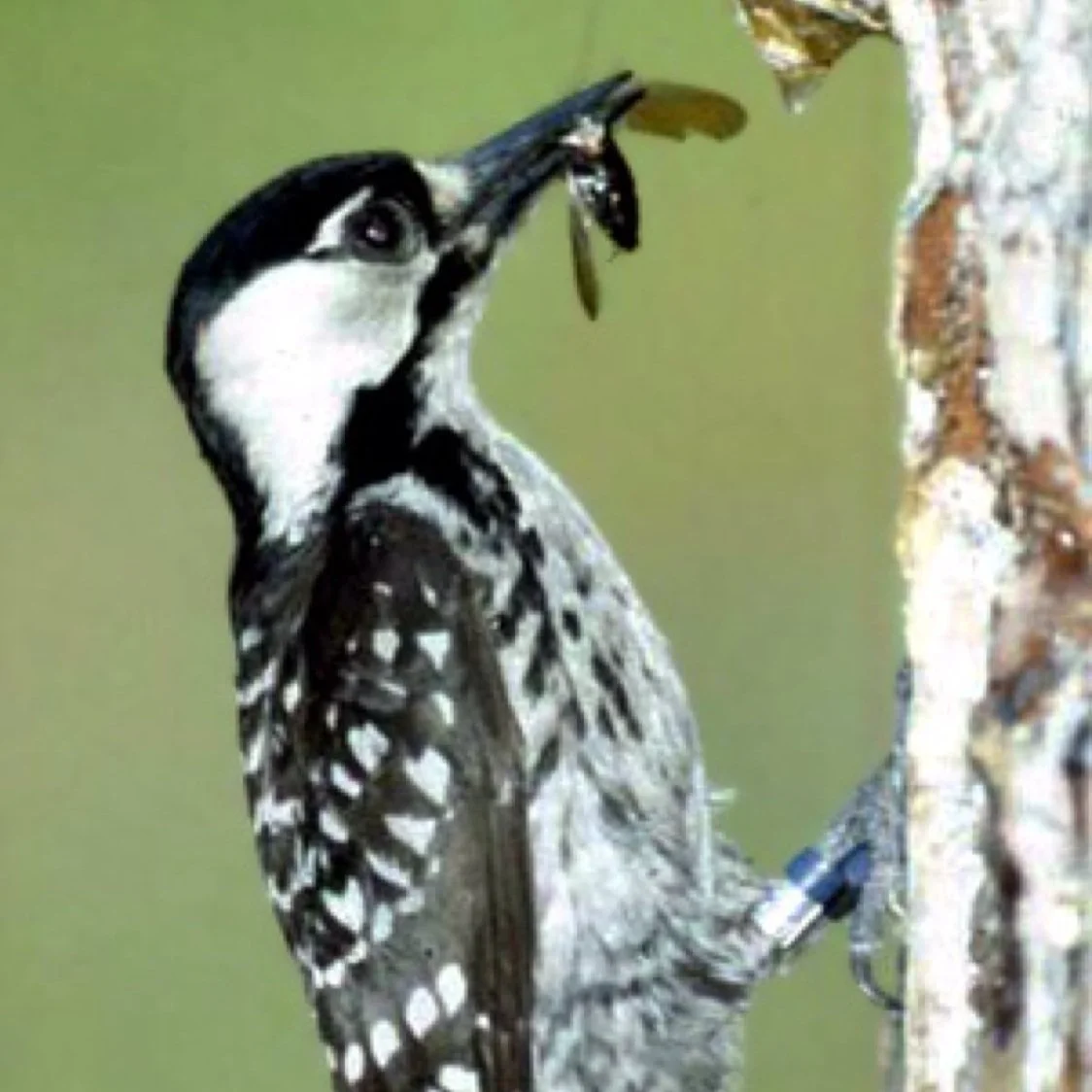 Heart of Louisiana: Red Cockaded Woodpecker
