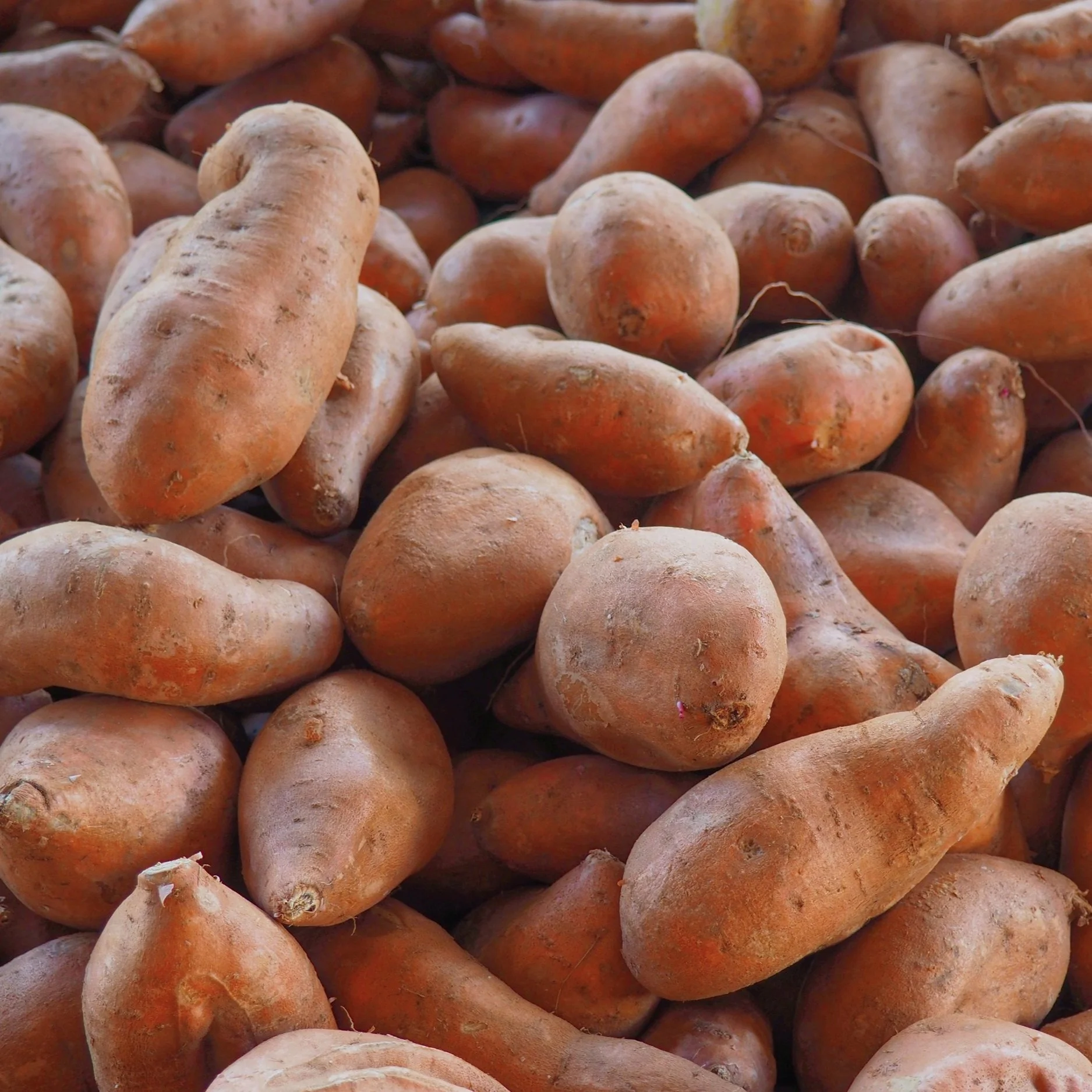 Black Gold Farms Unveils New Team Accommodations To Boost Sweet Potato Production in North Louisiana