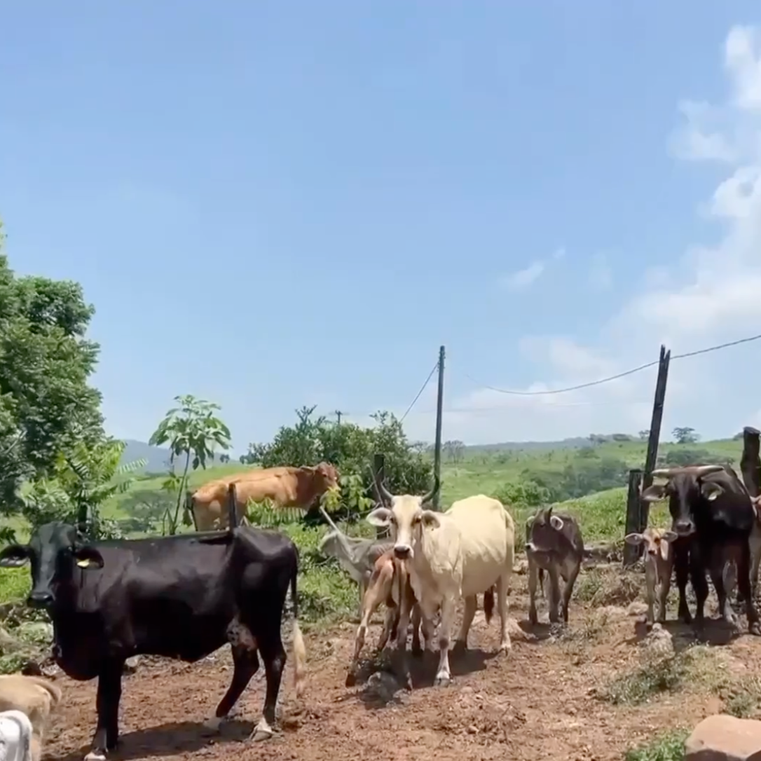 Ranchers in Southern Mexico Are Struggling Against a Flesh-Eating Parasite Infecting Livestock