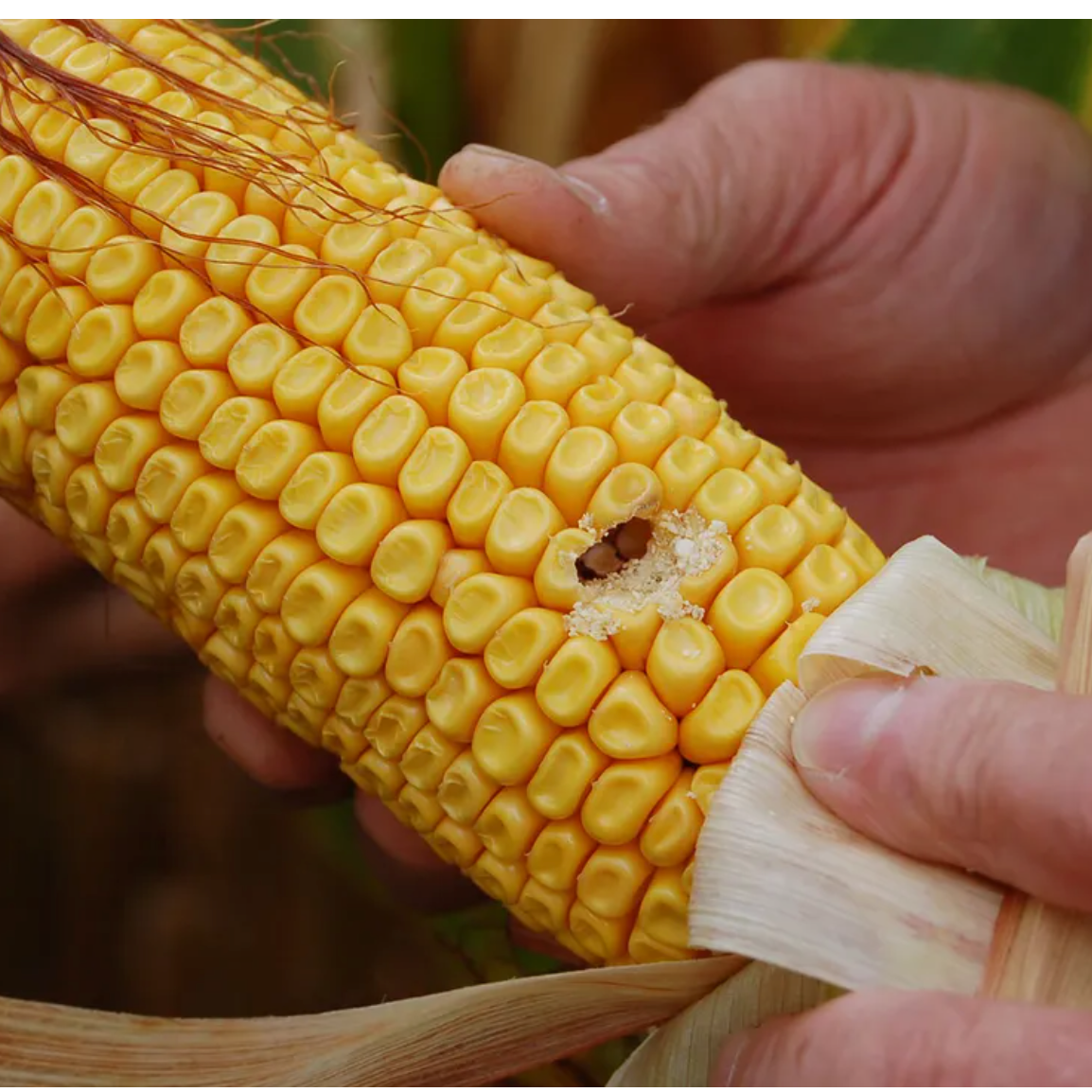 Future Crop Insect Control Courtesy of AI