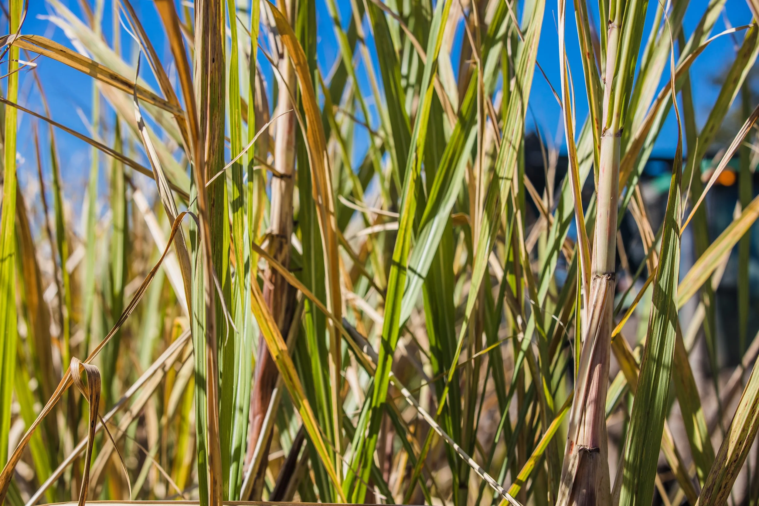 Louisiana Farmers Await Demand After Trump Calls for Sugarcane-Sweetened Coke