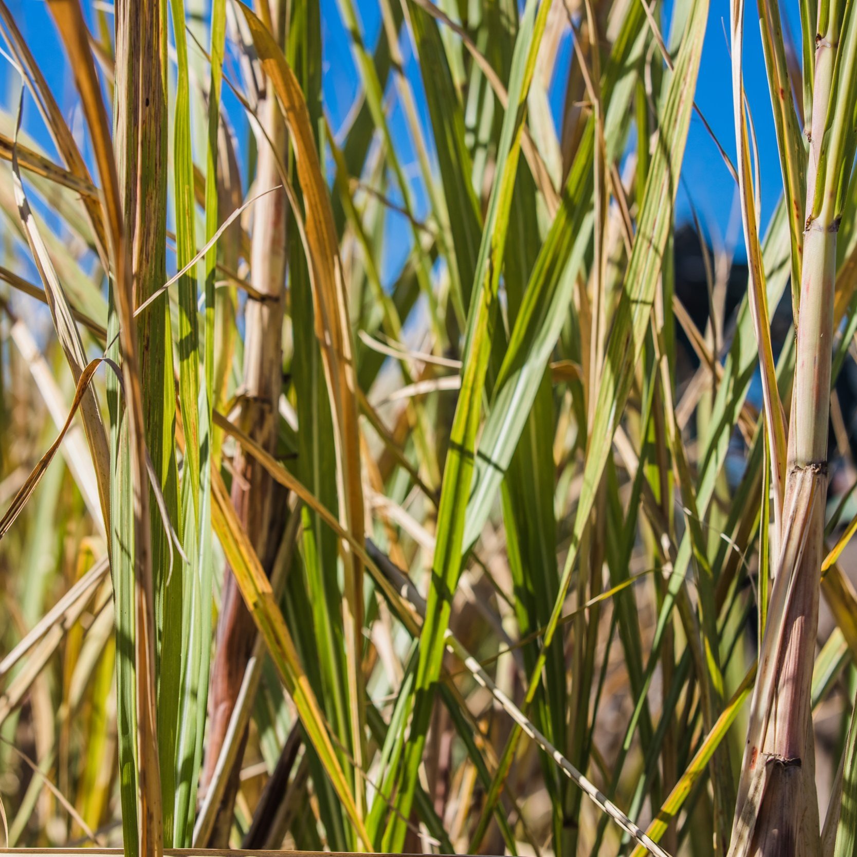 Farmers Gather for Annual Sugarcane Field Day, Highlighting Climate-Smart Practices