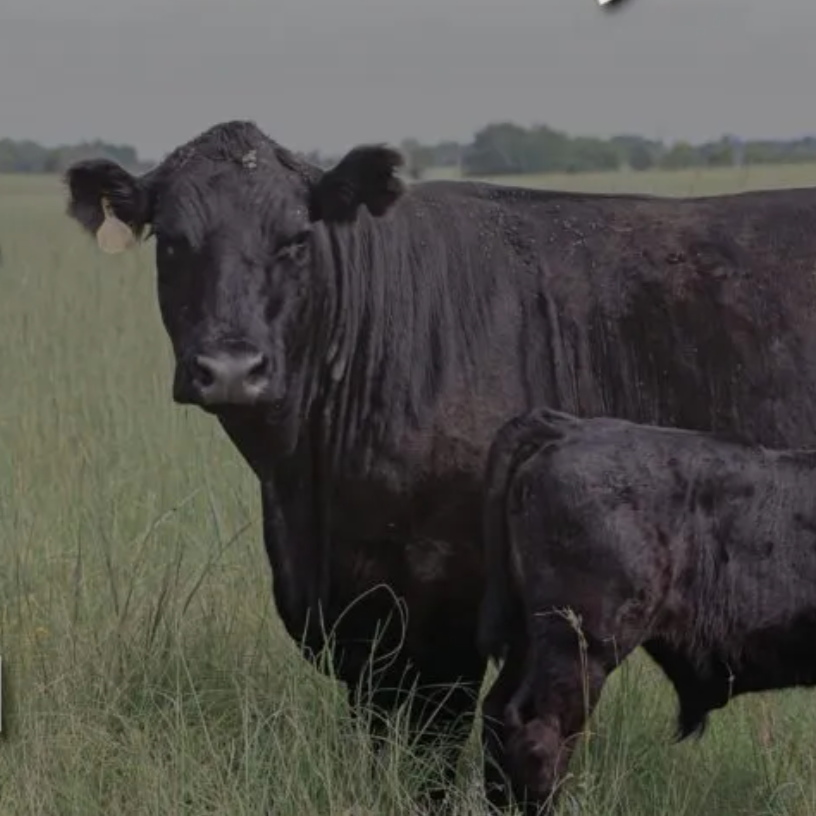 Re-instated July Cattle Inventory Shows Continued Herd Contraction