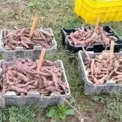 Could Sweet Potatoes Be a New Crop for New York?